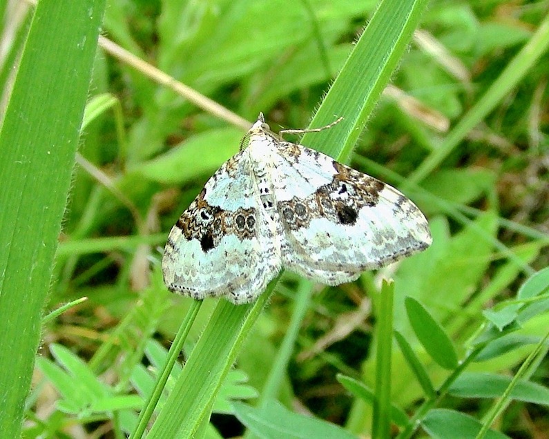 silver-ground carpet